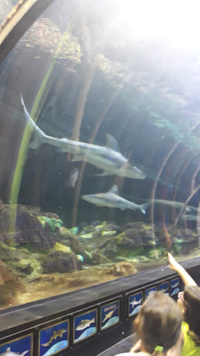 Aquarium «Shark Encounter», reviews and photos, 7007 Sea World Dr, Orlando, FL 32821, USA