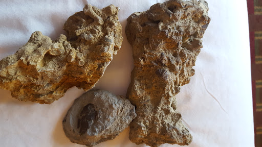 Park «Trammel Fossil Park», reviews and photos, Tramway Dr, Sharonville, OH 45241, USA