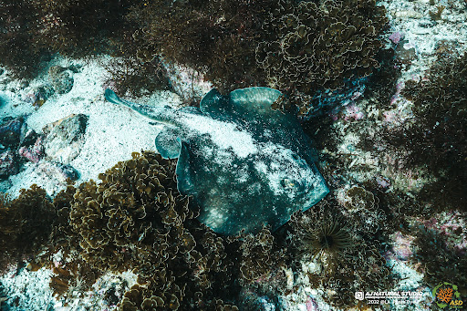 ASD Scuba Diving School image
