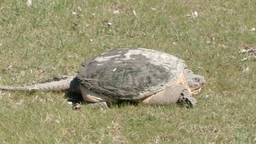 Golf Club «Maple River Golf Club», reviews and photos, 3666 163rd Ave SE, Mapleton, ND 58059, USA