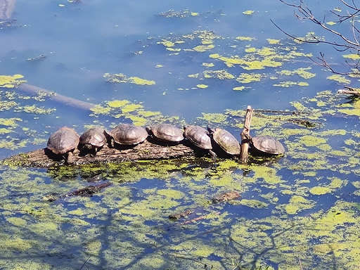 State Park «Radnor Lake State Park», reviews and photos, 1160 Otter Creek Rd, Nashville, TN 37220, USA