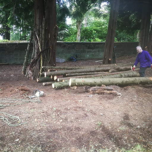 Tree felling Glasgow