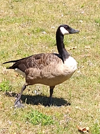 History Museum «SLATER MILL-Historic Site», reviews and photos, 67 Roosevelt Ave, Pawtucket, RI 02860, USA