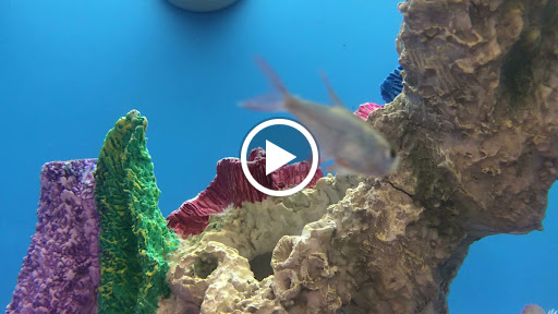 Pet Supply Store «PetSmart», reviews and photos, 4240 S Mooney Blvd, Visalia, CA 93277, USA