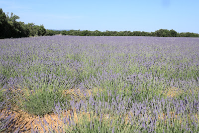 Plateau des Claparèdes à Buoux