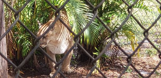 Tourist Attraction «Panther Ridge Conservation Center», reviews and photos, 14755 Palm Beach Point Blvd, Wellington, FL 33414, USA