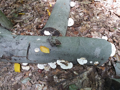 Nature Preserve «Ashland Nature Center of Delaware Nature Society», reviews and photos, 3511 Barley Mill Rd, Hockessin, DE 19707, USA