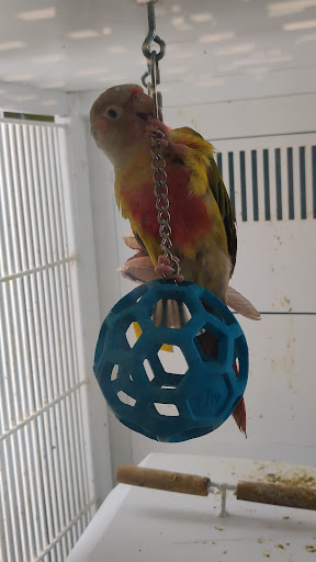 Pet Supply Store «Petco Animal Supplies», reviews and photos, 4209 Wheaton Way, Bremerton, WA 98310, USA