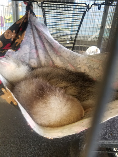 Pet Store «Fins Feathers Paws & Claws», reviews and photos, 436 Main St, Harleysville, PA 19438, USA