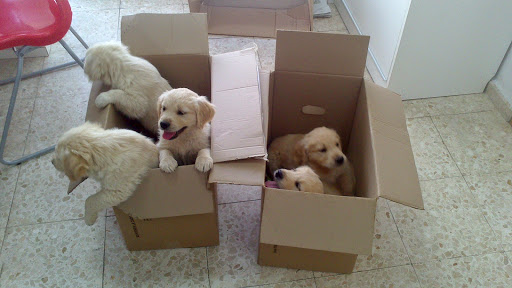 Consultorio Veterinario Nova en Santa Coloma de Gramenet