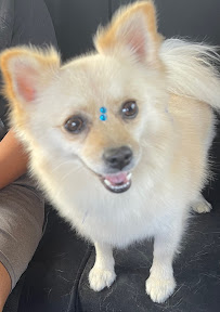 Tropical Pet Lovers - Photo 9 - Car repair in Arecibo, Puerto Rico, Arecibo