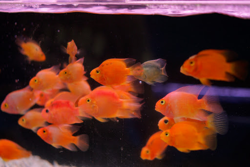 Tropical Fish Store «Tokyo Aquarium», reviews and photos, 4600 W Adams Blvd, Los Angeles, CA 90016, USA