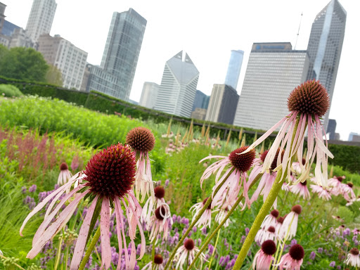 Park «Millennium Park», reviews and photos, 201 E Randolph St, Chicago, IL 60602, USA