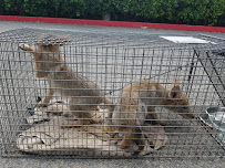 ALL STAR ANIMAL TRAPPING - Photo 3 - Car repair in , Santa Clarita