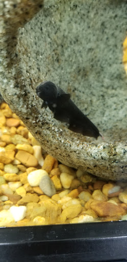 Pet Supply Store «Pet Supermarket, Inc.», reviews and photos, 380 E Michigan St, Orlando, FL 32806, USA