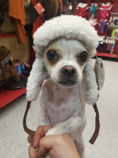 Pet Supply Store «Petco Animal Supplies», reviews and photos, 5843 N Elizabeth St, Pueblo, CO 81008, USA