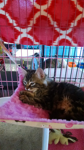 Pet Supply Store «Unleashed by Petco», reviews and photos, 4821 Lankershim Blvd, North Hollywood, CA 91601, USA