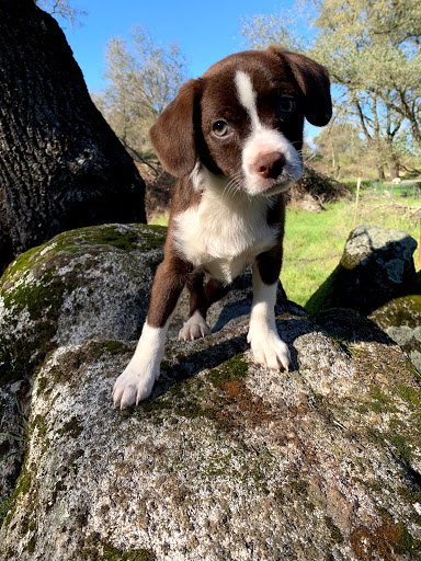 1 Love Dog Rescue image