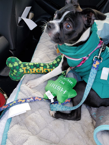 Pet Supply Store «Croton Pet Station», reviews and photos, 420 S Riverside Ave, Croton-On-Hudson, NY 10520, USA