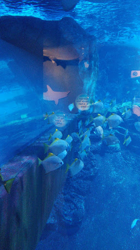 Tropical Fish Store «Cincinnati Aquarium Design», reviews and photos, 6475 E Galbraith Rd # B, Cincinnati, OH 45236, USA