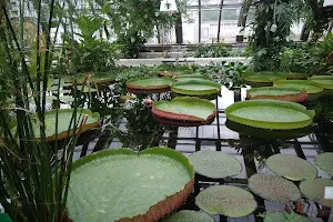 Botanical Garden and Botanical Museum image