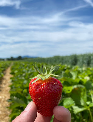 FRAISES ROESCH à Mussig