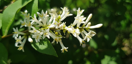 Park «Mack Park», reviews and photos, 31 Grove St, Salem, MA 01970, USA