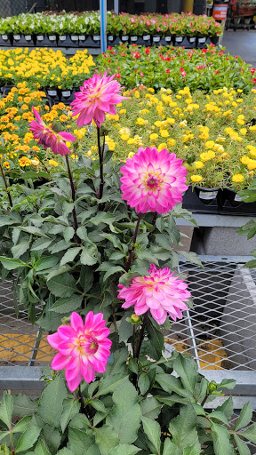 Shopping Mall «Conway Commons Shopping Center», reviews and photos, 310 Conway Blvd, Conway, AR 72034, USA