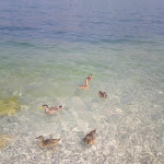 Photo n°7 de l'avis de Marina.n fait le 02/08/2020 à 05:50 sur le  Hotel Ristorante Cassone à Malcesine