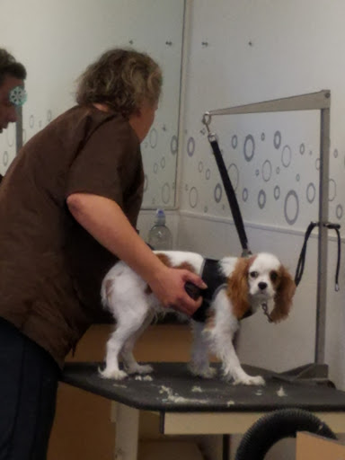 Pet Supply Store «Petco Animal Supplies», reviews and photos, 313 Homer M Adams Pkwy, Alton, IL 62002, USA