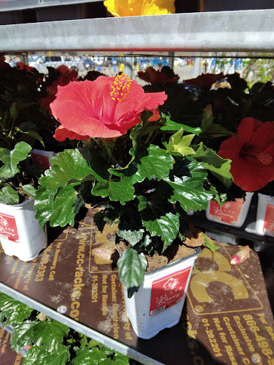 Department Store «Walmart Supercenter», reviews and photos, 3801 Eastern Blvd, Montgomery, AL 36116, USA