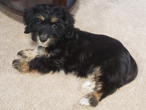 Pet Store «Liberty Agway Pet Center», reviews and photos, 11 Bon Jovi Ln, Liberty, NY 12754, USA