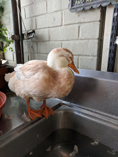 Florist «Bunches», reviews and photos, 14 N Santa Cruz Ave, Los Gatos, CA 95030, USA