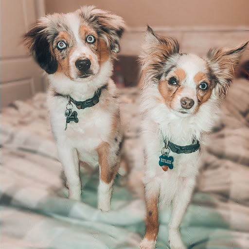 Pet Supply Store «PetSmart», reviews and photos, 3500 Ross Clark Cir, Dothan, AL 36303, USA