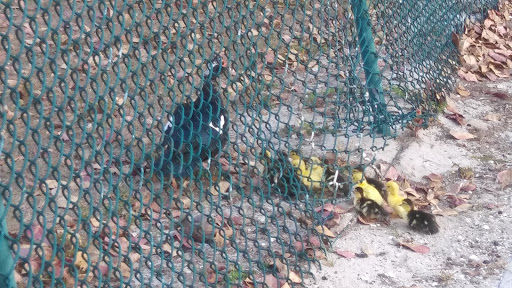 Stadium «City of Palms Park», reviews and photos, 2201 Edison Ave, Fort Myers, FL 33901, USA