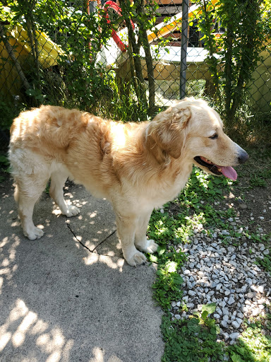 Pet Supply Store «PetSmart», reviews and photos, 2101 Elmwood Ave, Buffalo, NY 14207, USA