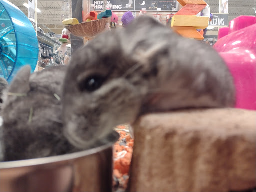 Pet Supply Store «PetSmart», reviews and photos, 16086 Jackson Creek Pkwy, Monument, CO 80132, USA