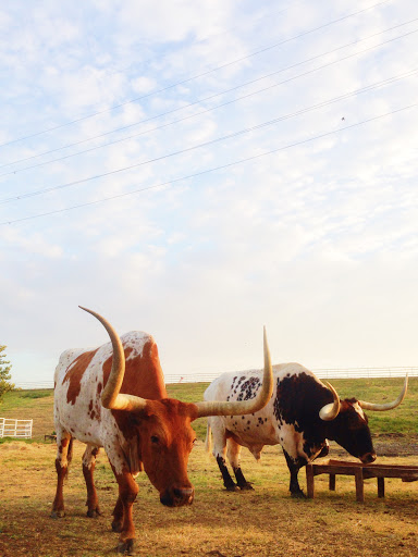 Convenience Store «Fuel City», reviews and photos, 801 S Riverfront Blvd, Dallas, TX 75207, USA