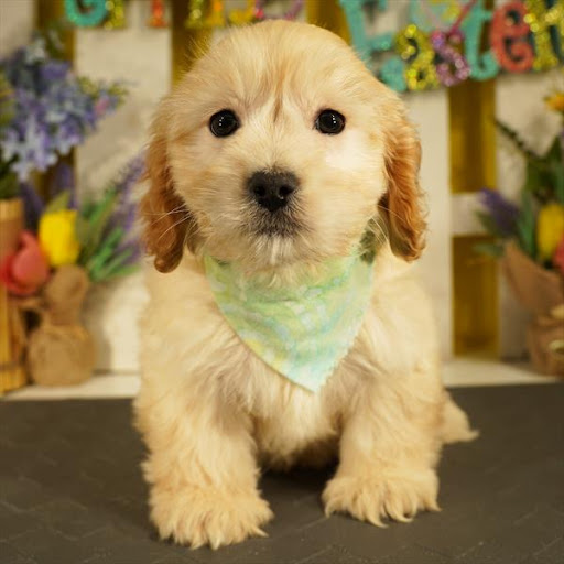 Pet Store «Pet Planet», reviews and photos, 11968 S Redwood Rd, Riverton, UT 84065, USA