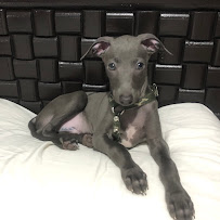 Animal Medical & Surgical Hospital of Frisco - Photo 6 - Car repair in Frisco, TX, Frisco