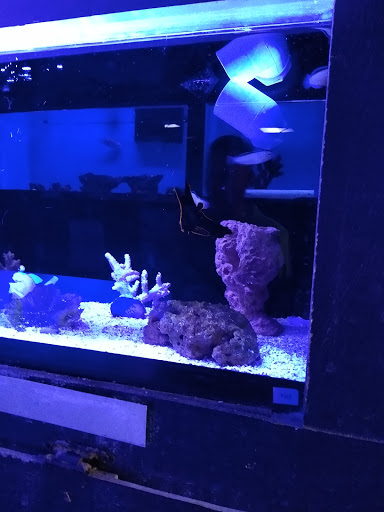 Pet Store «Something Fishy: Saltwater Aquarium Superstore», reviews and photos, 511 E 21st St, Northampton, PA 18067, USA