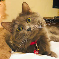 Rachel's Meow & Purr Sessions - Photo 4 - Car repair in , Los Angeles