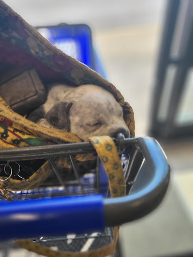 Pet Supply Store «PetSmart», reviews and photos, 6005 Oxon Hill Rd, Oxon Hill, MD 20745, USA