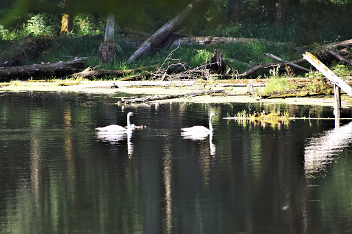 Zoo «Northwest Trek Wildlife Park», reviews and photos, 11610 Trek Dr E, Eatonville, WA 98328, USA