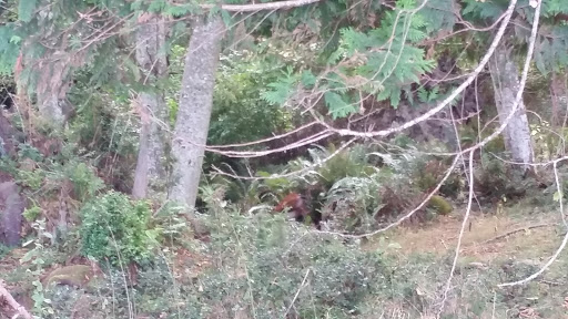 Tourist Attraction «Tillicum Village», reviews and photos, Blake Island, Port Orchard, WA 98366, USA