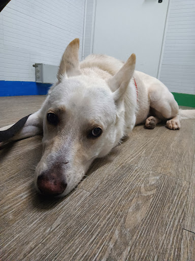 Vetzoo, S.l. Clínica Veterinaria - en Sabadell