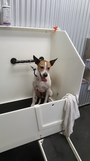 Pet Store «Market Street PET DEPOT», reviews and photos, 2979 S Market St, Gilbert, AZ 85295, USA