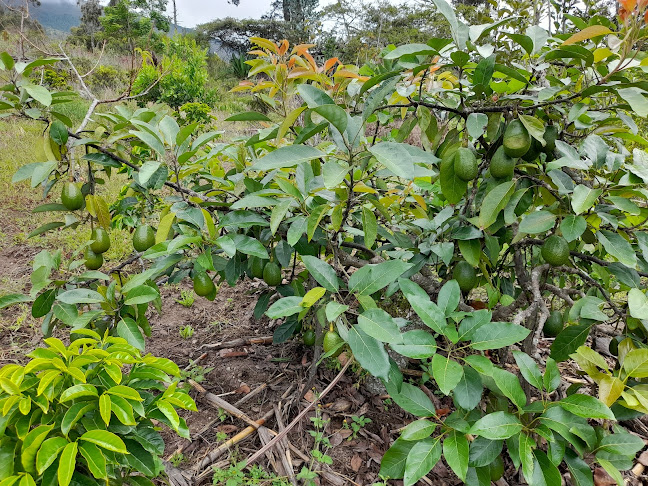 Susudel HUERTOS ORGÁNICOS La Esperanza - Gualaquiza