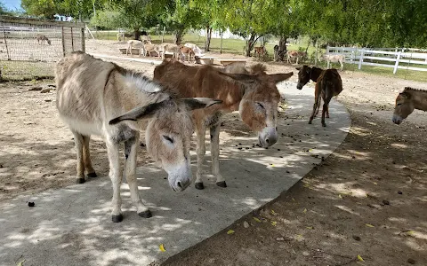 Antigua's Donkey Sanctuary Humane Society image
