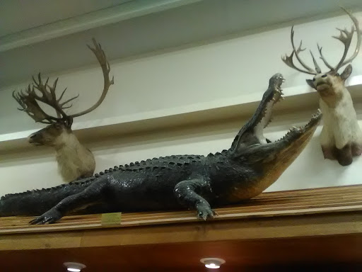 Sporting Goods Store «Irby Street Sporting Goods», reviews and photos, 1333 S Irby St # A, Florence, SC 29505, USA